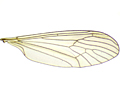 Trichocera major